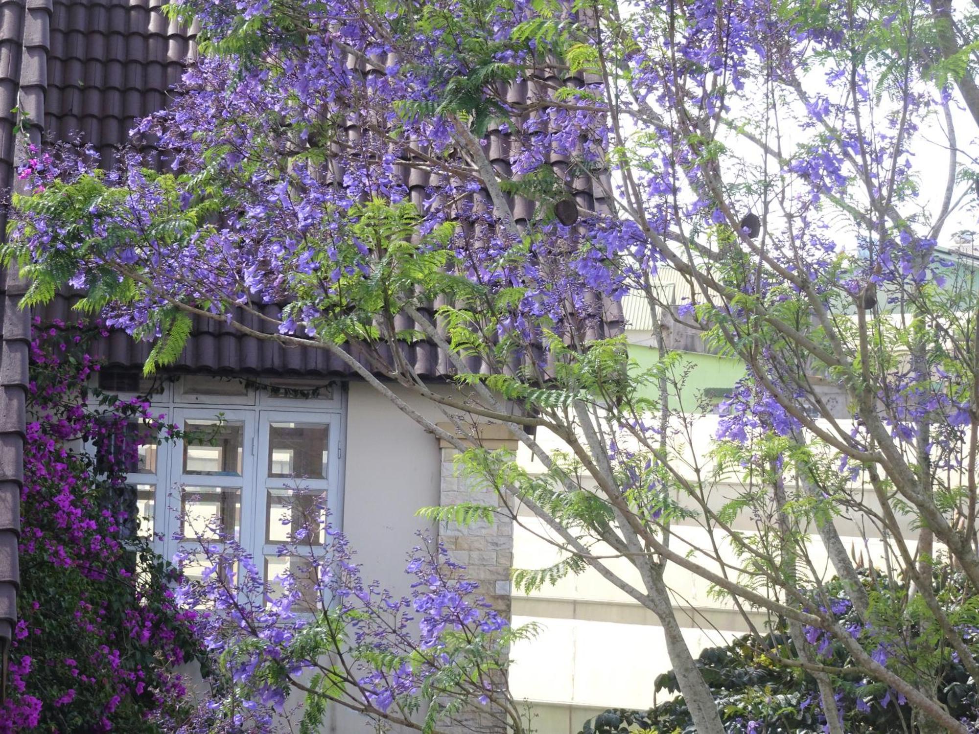 Mento Villa 달랏 외부 사진