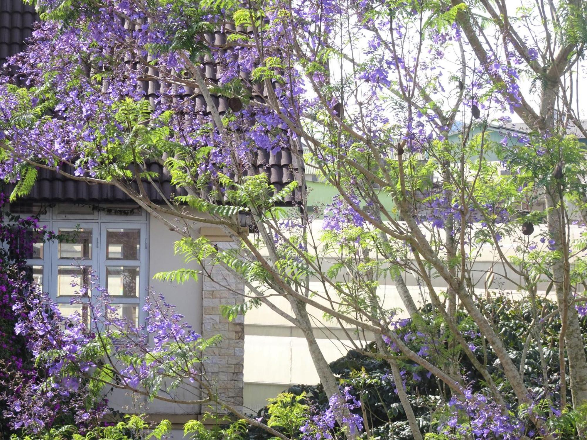 Mento Villa 달랏 외부 사진